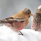 Brown-capped Rosy-Finch